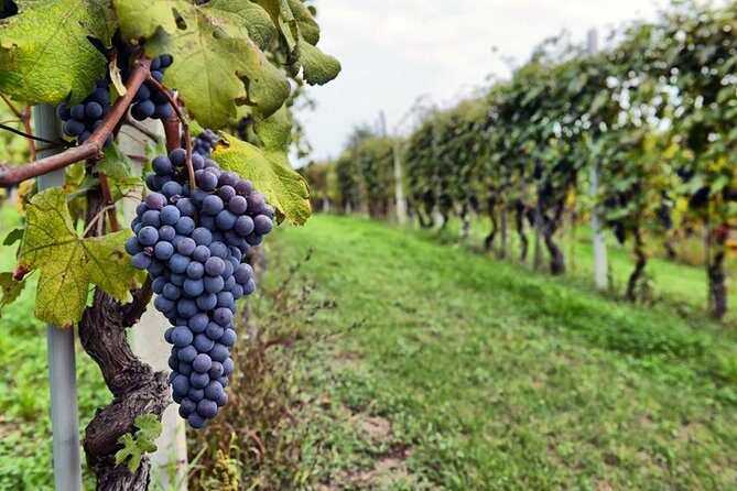 Sonoma and Napa Wine Tour 3 Tastings Included Small-Group Tour - Key Points
