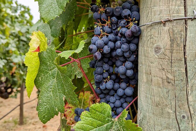 Sonoma Scavenger Hunt Walking Tour & Game - Frequently Asked Questions