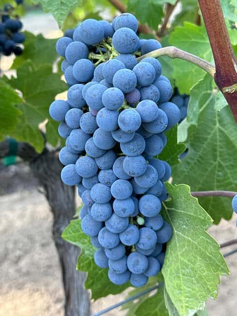 Sonoma: Sonoma Plaza Walking Tour - Sonoma: Sonoma Plaza Walking Tour — A Taste of California Charm and History