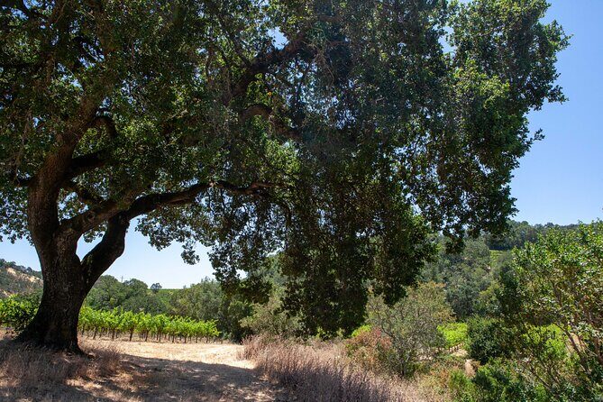 Sonoma Trike and Mindfulness - 3 hour guided tour - Key Points