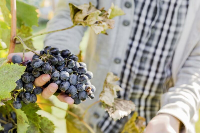 Sonoma Valley: Guided Winery Tour with Picnic Lunch - FAQ