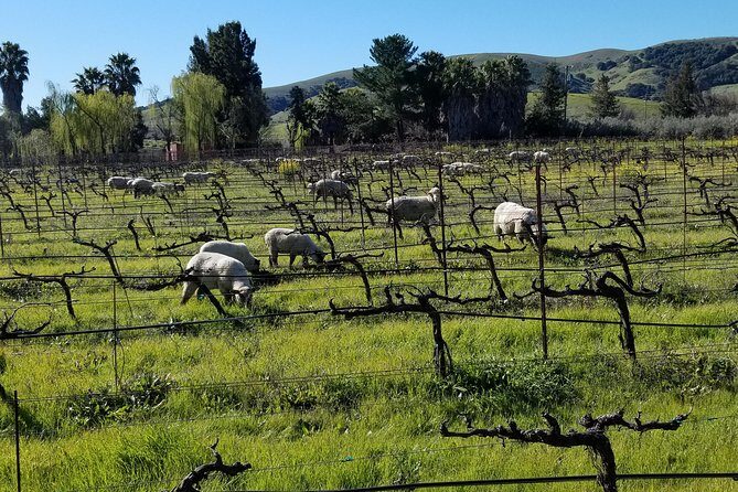 Sonoma Wine Tour with 2 Tastings Included Small-Group Half Day - Considerations and Potential Drawbacks