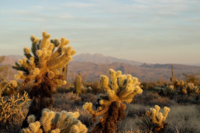 Sonoran Desert Jeep Tour - Authentic Experiences and Review Highlights