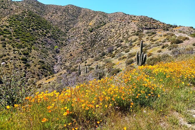 Sonoran Desert To MountainTop Jeep Tour minutes from Scottsdale - What to Expect on the Tour: A Full Breakdown