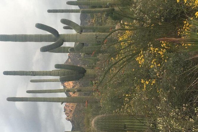 Sonoran Desert- Wild Foods and Traditional Skills - The Practicalities: What You Should Know