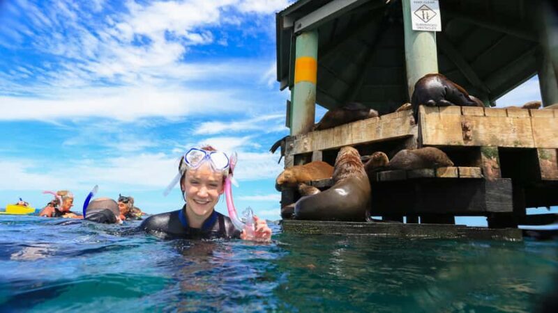 Sorrento: Dolphins & Seals Snorkeling Cruise w/ Lunch - A Close Look at the Experience