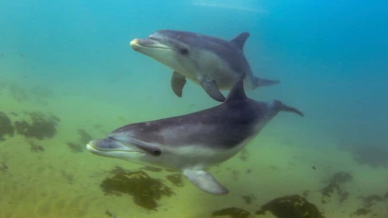 Sorrento: Dolphins & Seals Snorkeling Cruise w/ Lunch - Who Should Consider This Tour?