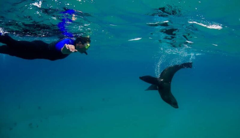 Sorrento: Seal and Sea Dragons 2-Hour Snorkel Experience - A Practical Breakdown of the Experience