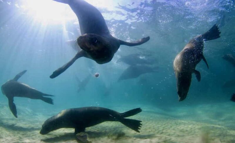 Sorrento: Seal and Sea Dragons 2-Hour Snorkel Experience - The Sum Up: Who Is It Best For?