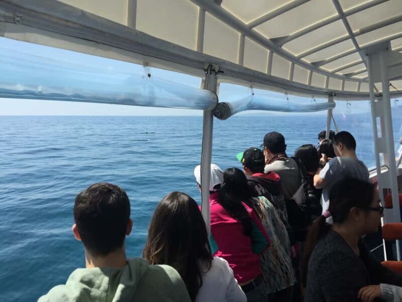Sorrento,Mornington Peninsula: Wildlife & Sightseeing Cruise - Who Should Consider This Tour