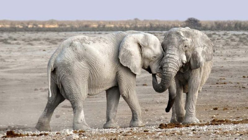 Sossusvlei, Swakopmund, and Skeleton Coast 6-Day Tour - Key Points