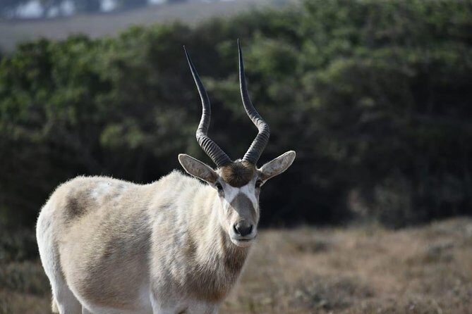 Souss Massa National Park Excursion Wildlife & Safari Tour - Key Points