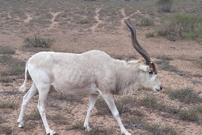 Souss Massa National Park Excursion Wildlife & Safari Tour - Is This Tour Worth It?