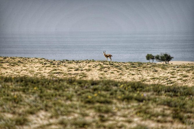 Souss Massa National Park Excursion Wildlife & Safari Tour - The Sum Up: Is It Worth Your Time?