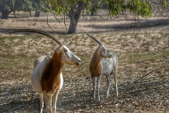 Souss Massa National Park Excursion Wildlife & Safari Tour - FAQ