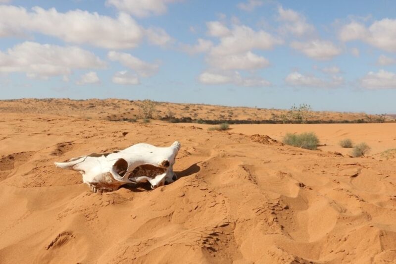 Souss-Massa National Park: Full Day Jeep Tour with Lunch - Discovering the Beauty of Souss-Massa National Park: A Full-Day Jeep Adventure