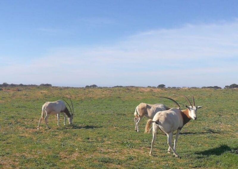 Souss-Massa National Park: Full Day Jeep Tour with Lunch - Practical Details and Value Analysis