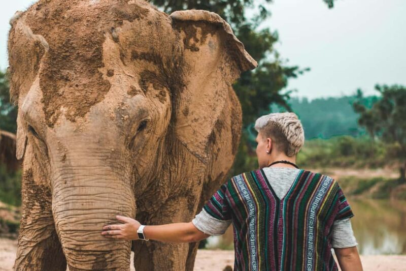 South Africa from Joburg: Elephant Sanctuary Half Day Tour - An Honest Look at the Experience