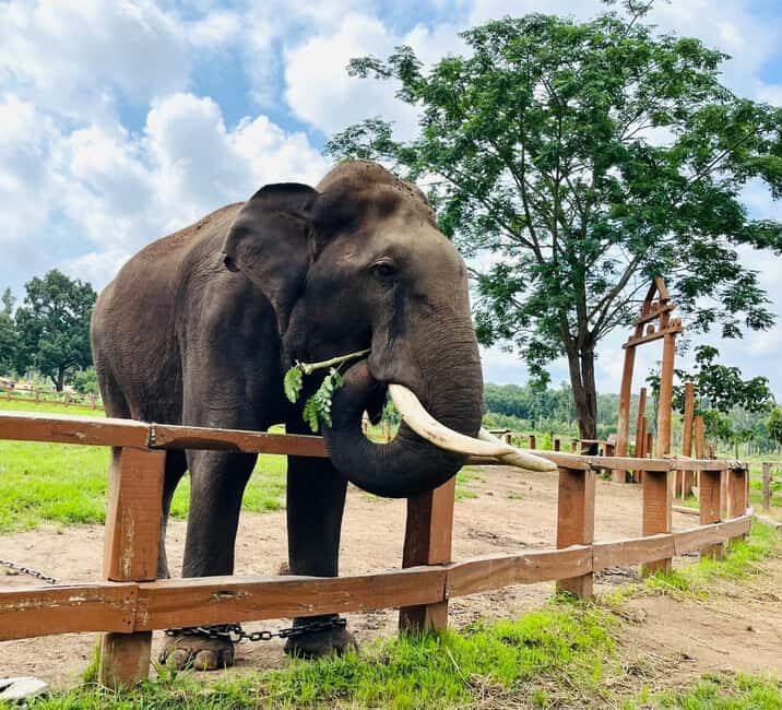 South Africa from Joburg: Elephant Sanctuary Half Day Tour - FAQ