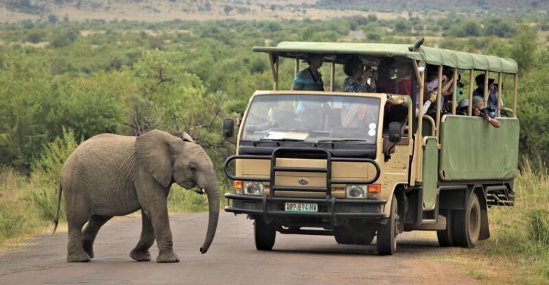 South Africa Joburg: Pilanesberg National Park Day Tour - A Guided Journey into the Heart of Pilanesberg