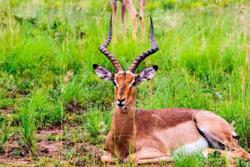 South Africa Joburg: Pilanesberg National Park Day Tour - The Landscape That Tells a Story