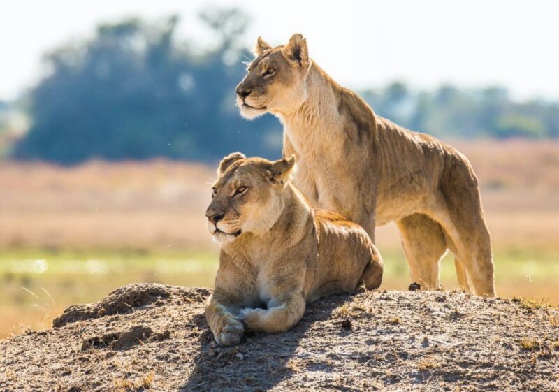 South Africa to Kruger National Park Adventure - A Journey Through South Africa’s Most Iconic Sights