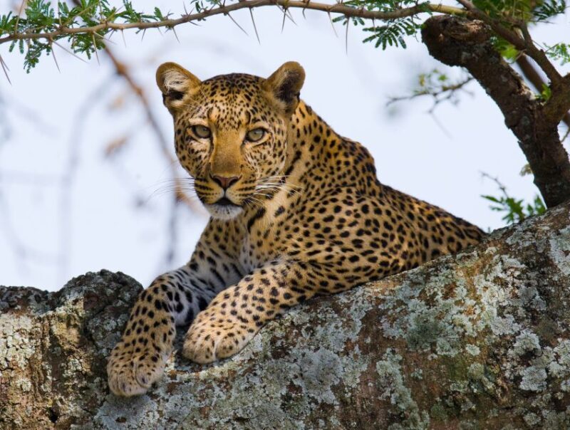 South Africa to Kruger National Park Adventure - Summary and Who Will Love This Tour