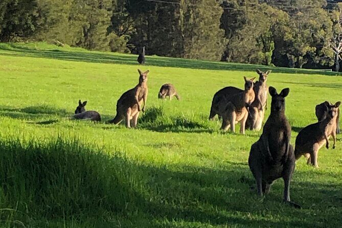 South Coast Nature Tour - The Sum Up