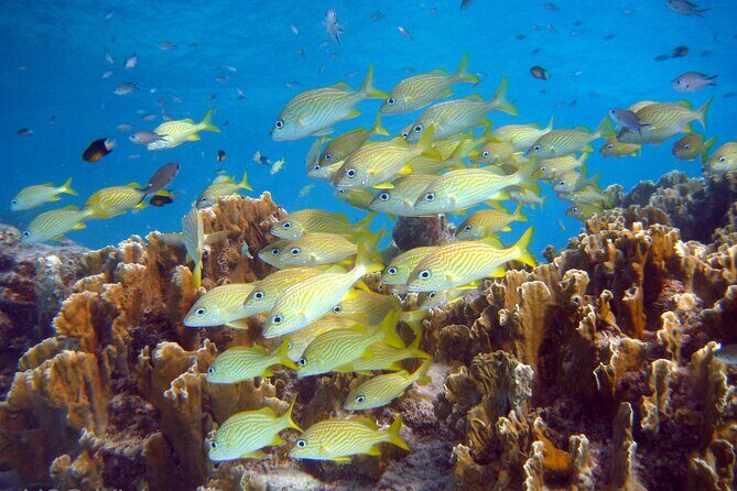 South island tour and Snorkel combo - Key Points