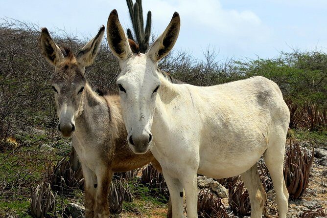 South island tour and Snorkel combo - Exploring Bonaire’s South End: A Complete Review