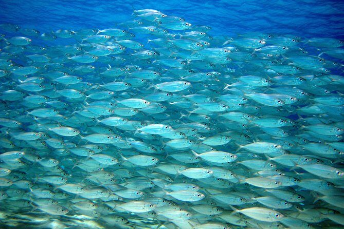 South island tour and Snorkel combo - Additional Information