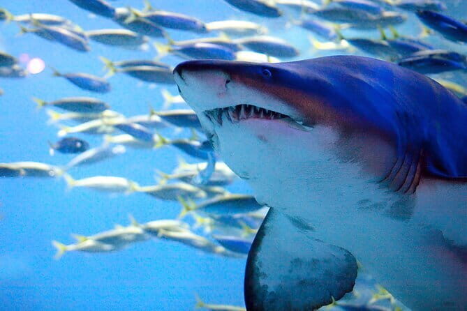 South Korea a Sea Life Busan - Key Points
