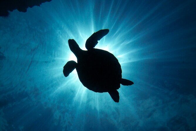 South Maui Discover Scuba Dive - What Is the South Maui Discover Scuba Dive?