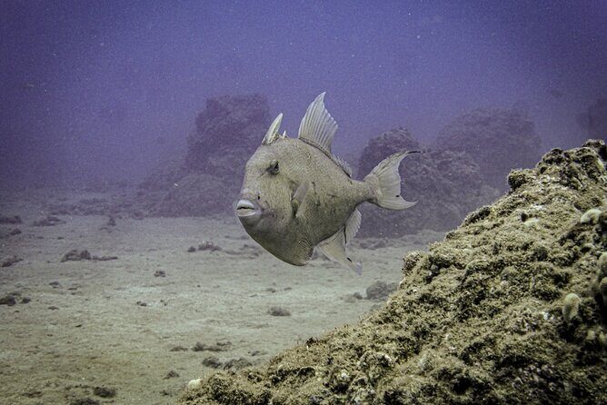 South Maui Discover Scuba Dive - The Practicalities