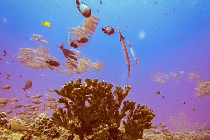 South Maui Discover Scuba Dive - Who Should Book This Tour?