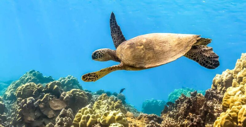 South Maui: Eco Friendly Molokini and Turtle Town Tour - Logistics and Practical Tips