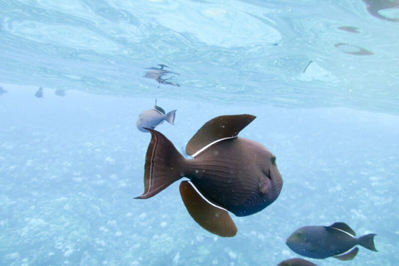 South Maui: Eco Friendly Molokini and Turtle Town Tour - Who Should Book This Tour?