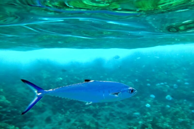South Maui: Eco Friendly Molokini and Turtle Town Tour - FAQ