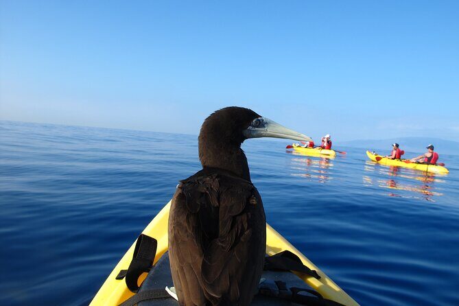 South Maui Kayak and Snorkel Tour with Turtles - Who Will Love This Tour?