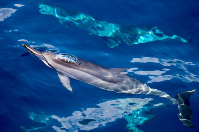 South Maui: Lanai Snorkel & Dolphin Watch from Maalaea - The Itinerary and What Youll Experience