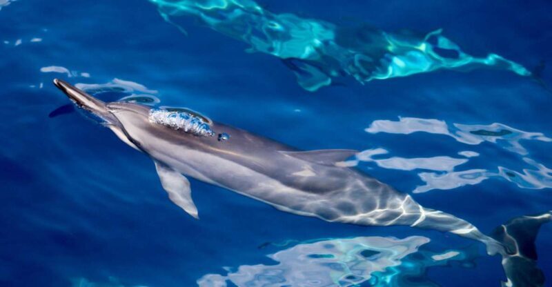 South Maui: Lanai Snorkel & Dolphin Watch from Maalaea - Important Practical Details