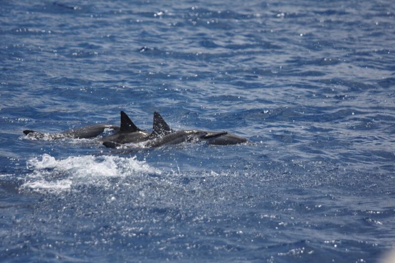 South Maui: Maalaea Guided Luxury Snorkel Cruise - An Authentic Look at the Maalaea Guided Luxury Snorkel Cruise