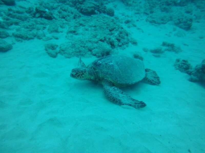South Maui: Maalaea Guided Luxury Snorkel Cruise - Final Thoughts