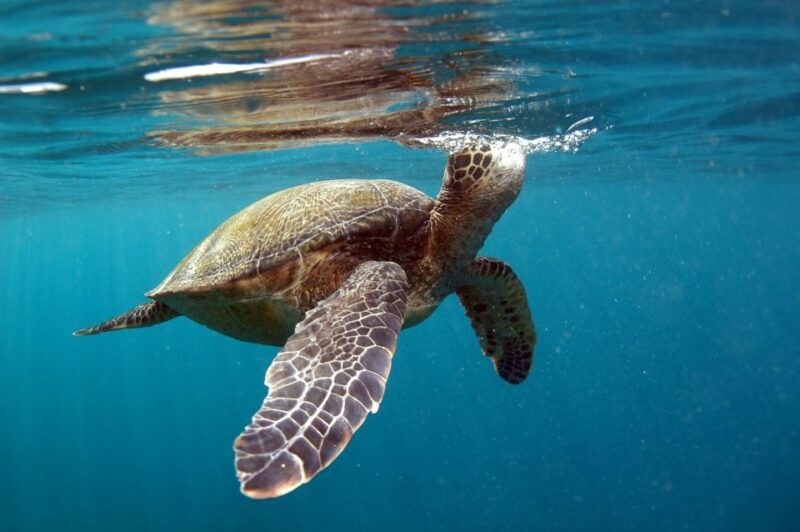 South Maui: Makena Bay Stand-Up Paddle Tour - Practical Tips