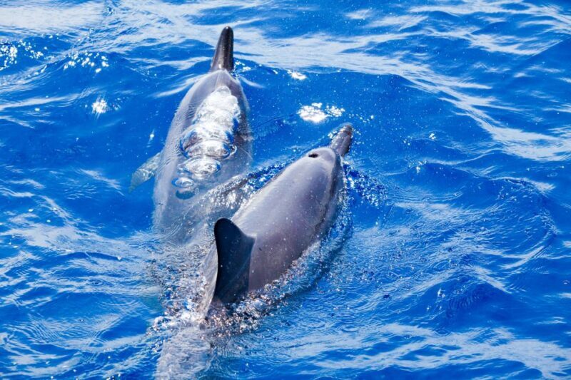 South Maui: Molokini & Turtle Adventure from Maalaea Harbor - Key Points