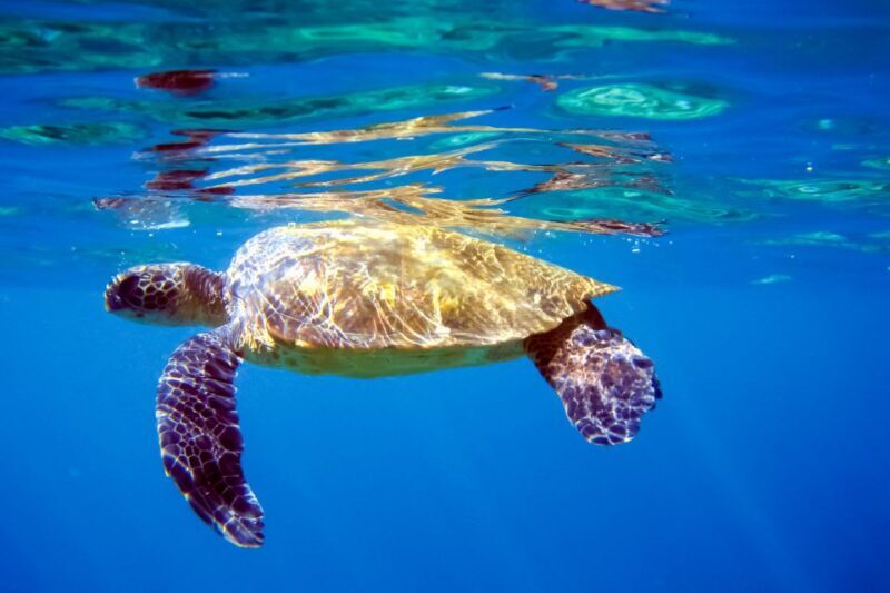 South Maui: Molokini & Turtle Adventure from Maalaea Harbor - The Sum Up