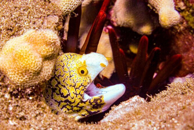 South Maui Shore Dive - Who Might Want to Consider Other Options?