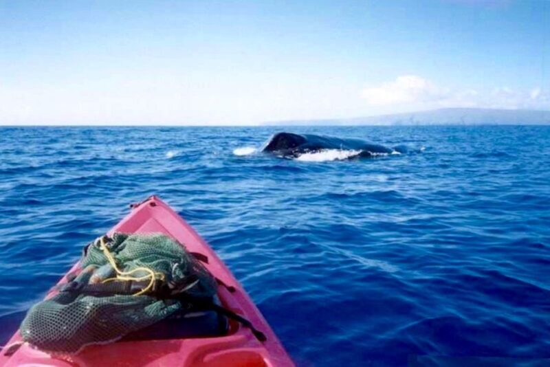 South Maui: Whale Watch Kayaking and Snorkel Tour in Kihei - What to Expect: An Authentic Maui Marine Experience
