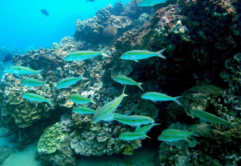 South Maui: Whale Watch Kayaking and Snorkel Tour in Kihei - FAQ