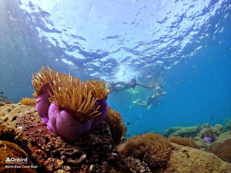 South Phu Quoc: Pro Snorkeling Tour by Speedboat - The Sum Up